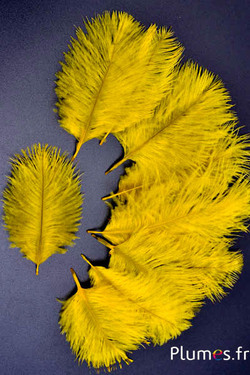 Autruche Bellies - 8-13 cm - jaune-gris